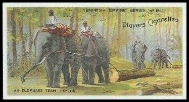 15 An Elephant Team, Ceylon